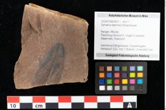 Foto (Objekt + Etikett) von Sphaeria daphnes Ettingshausen (NHMW-GEO-2024-0188-0031)